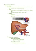 Abdominal Vasculature 