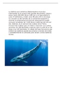 Ballena azul antártica