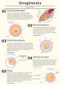 Ovogénesis: proceso resumido