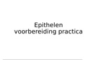 Practicum preparaten epithelen