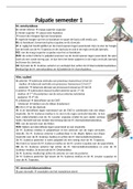 Samenvatting uitvoering palpatie anatomie 1 