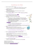 celmobi samenvatting: Hoofdstuk 16: RNA