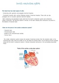 Heart’s conduction system