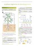 Développement des plantes - Phase végétative