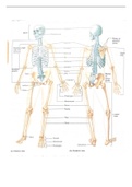 ANATOMY BIO 111- Practical Exam Study Materials: Hudson County Community College