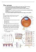 Summary; The senses (neuroscience)