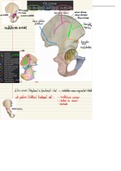 Anatomie: Overzicht osteologie Os Coxae (heup)