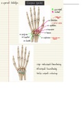 Anatomie: Overzicht osteologie Carpus (pols)