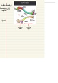 Anatomie: Overzicht osteologie Clavicula (sleutelbeen)