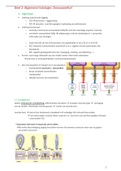 Histologie samenvatting zenuwweefsel