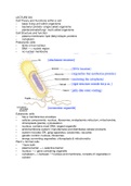 BIO 1 CHAPTER 6 NOTES