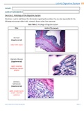 BIO 202 Week 4 Digestive System Lab Report