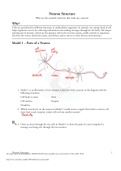 AP BIOLOGY AA 1 NEURON STRUCTURE 