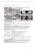 Neurosciences year 1 - From Molecule to Mind (AM_1275) - summary lectures Neurobiology part