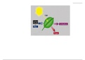 Grade 8 Biology- Photosynthesis 