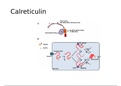 Calnexin and calreticulin