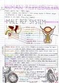 Human Reproduction Summary