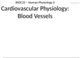 HUMAN PHYSIOLOGY 2: CARDIOVASCULAR PHYSIOLOGY, BLOOD VESSELS