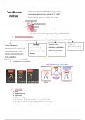 cardiologie : pathologies des valves