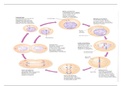 Introduction to Genetics