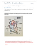 BIO 202L Lab 11 Worksheet - The Circulatory System