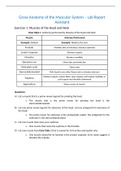 University of Arkansas BIOL2441L-Gross Anatomy of the Muscular System – Lab Report Assistant