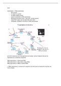 Chapter 6 summary (college+book) (Molecular Biology of the Cell)