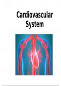 Cardiovascular system 