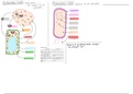 Eukaryotic and Prokaryotic Cells (GCSE AQA Biology 9-1)