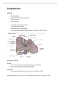 Echografie lever