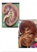 Anatomy and Physiology Urinary and Reproductive Model Study Guide