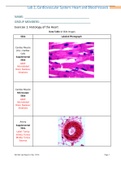 Lab 2, Cardiovascular System: Heart and Blood Vessels