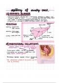 Anatomy of the urinary tract