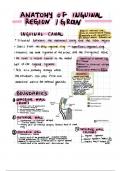 Anatomy of inguinal region