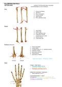 Samenvatting anatomie elleboog, pols en hand