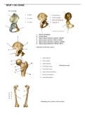 Samenvatting anatomie heup en SI-gewricht NEXT 2 / module 2 THIM