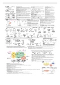 Metabolic Biochemistry (BIBC102) All Pathways & Final Exam Notes