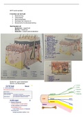 Samenvatting AFP huid & wonden