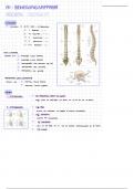 Anatomie des Bewegungsapparates (A1)