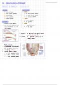 Anatomie der Brust-und Bauchwand (Bewegungsapparat A1)