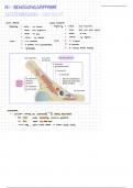 Anatomie der Hüften-/ Leistenregion (Bewegungsapparat A1)