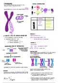 Meiosis Summary