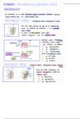 Embryologie der Mesenterien (Abdomen und Stoffwechsel E1)