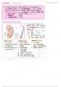 Embryologie der Harnwege (Abdomen und Stoffwechsel E1)