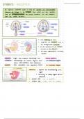 Embryologie des Abdomens (Abdomen und Stoffwechsel E1)