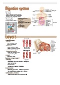 A&P 2 - digestive system 