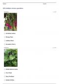 FLORICULTURE CDE WITH FLOWERS QUESTIONS AND ANSWERS