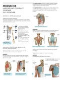 MODULE 04: MUSCLES WHO CONTRACT TOGETHER, STAY TOGETHER