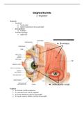 Oogheelkunde 2: Oogleden van Sander Beers