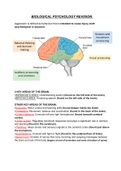 EDEXCEL Biological Psychology Notes (A*)